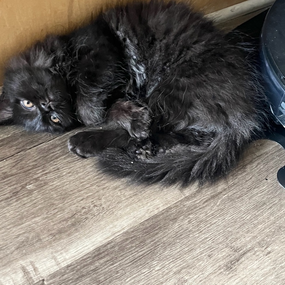 MEET FELIX 🐈‍⬛ - Picture 9 of 12